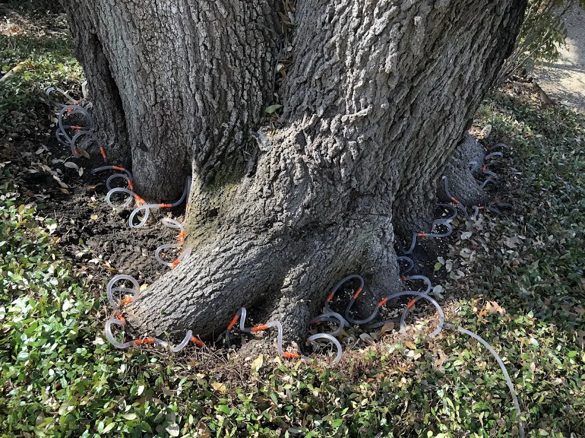 Detailed Tree Cabling and Bracing job site in Abiquiu