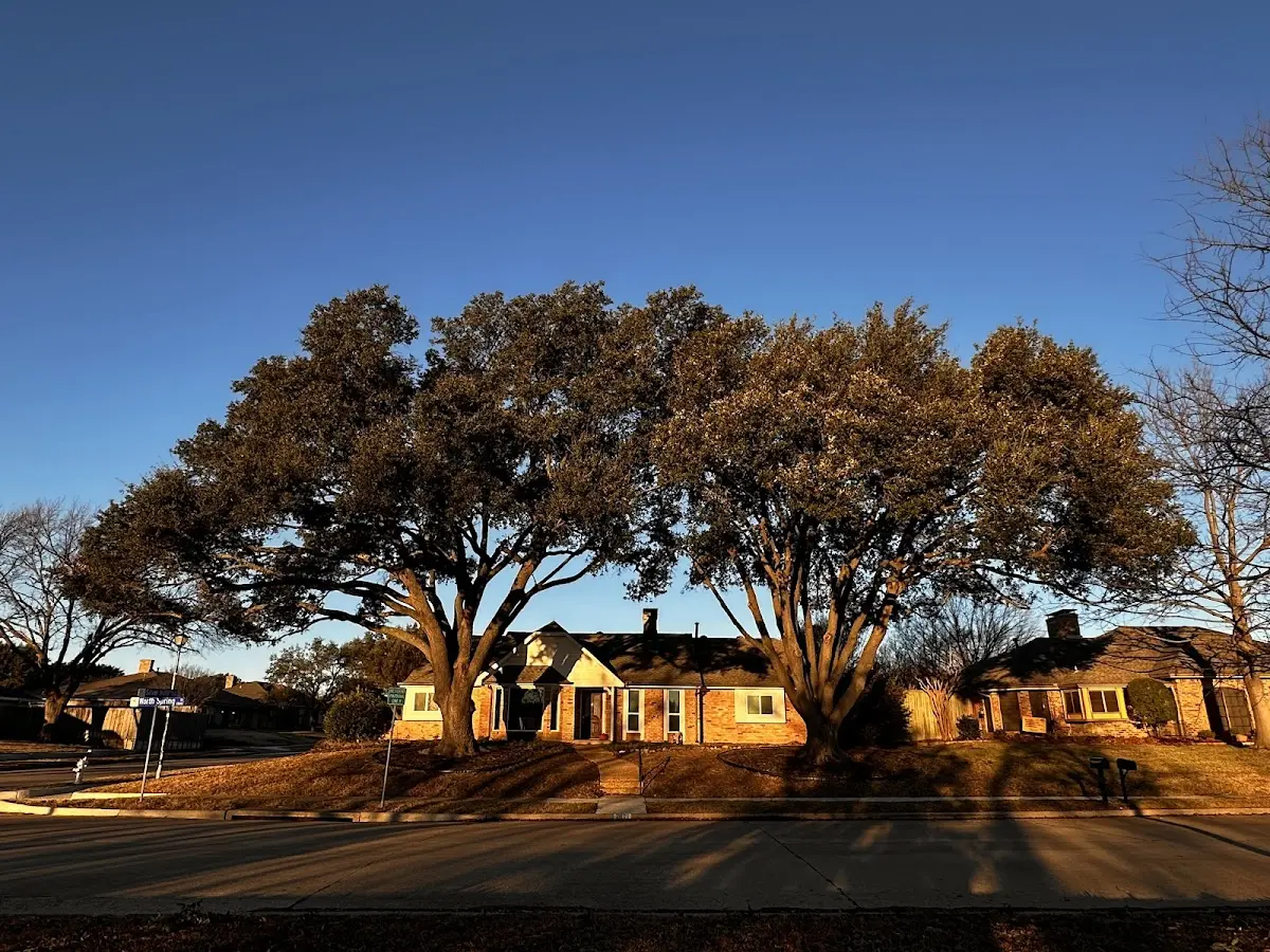 Established residential canopy tree shading a home in Abiquiu